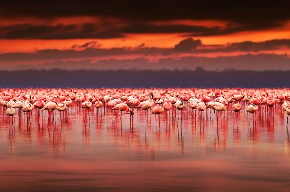 Lake Nakuru