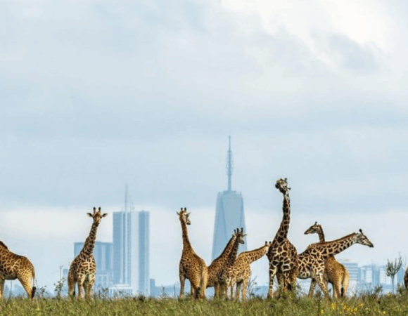 Basic Nairobi National Park Safari 🦁