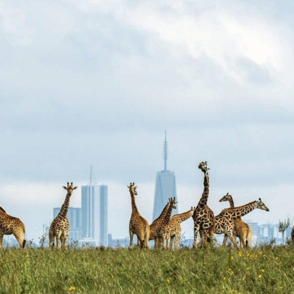 Basic Nairobi National Park Safari 🦁