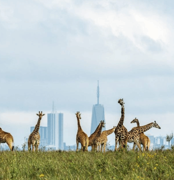 Basic Nairobi National Park Safari 🦁