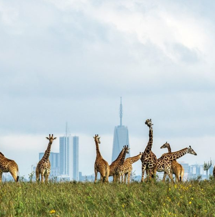 Basic Nairobi National Park Safari 🦁