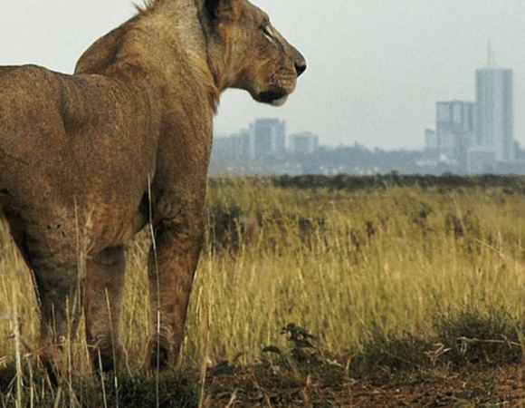 Luxury Nairobi National Park Safari 💎