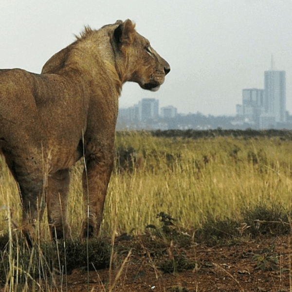 Luxury Nairobi National Park Safari 💎