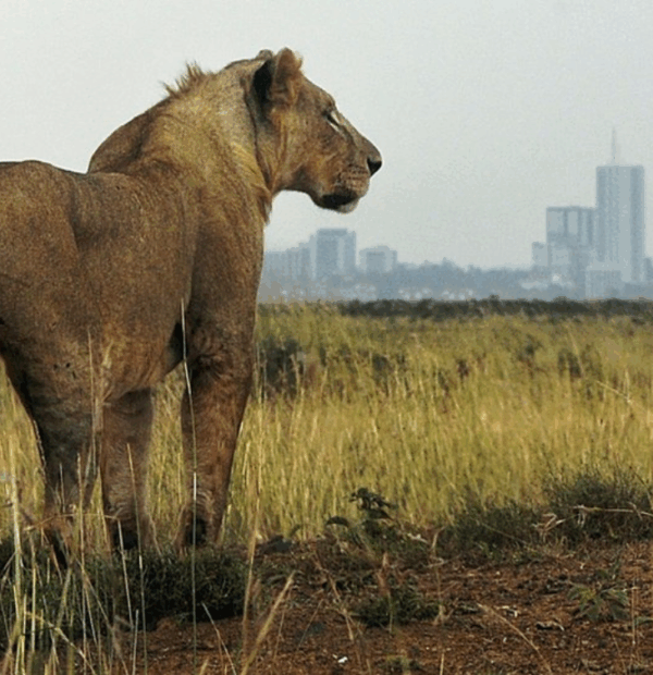 Luxury Nairobi National Park Safari 💎
