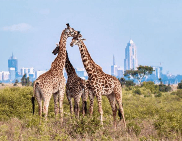Premium Nairobi National Park Safari🖤