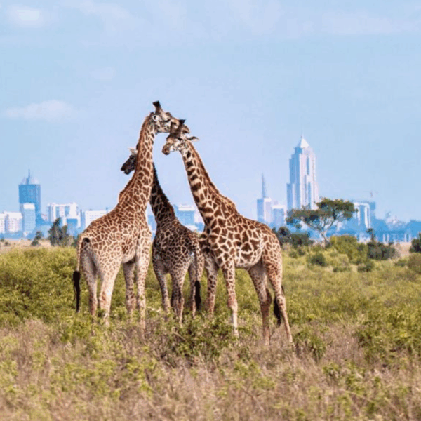 Premium Nairobi National Park Safari🖤
