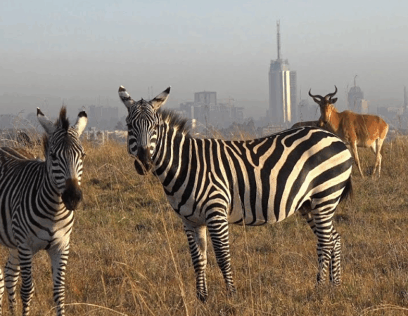 Deluxe Nairobi National Park Safari 🦒