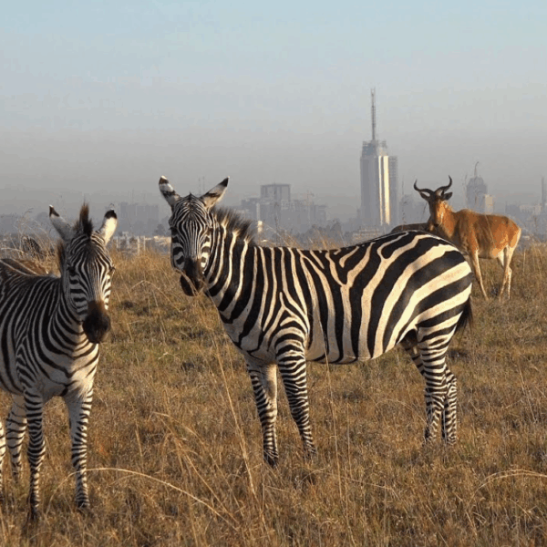 Deluxe Nairobi National Park Safari 🦒