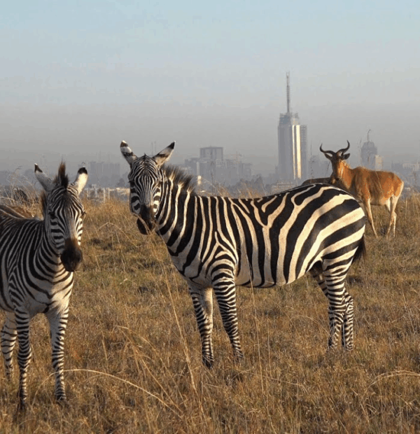 Deluxe Nairobi National Park Safari 🦒