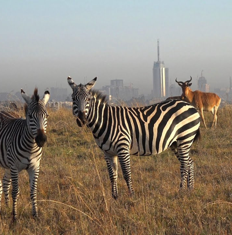 Deluxe Nairobi National Park Safari 🦒