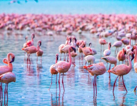 The Essential Lake Nakuru Discovery