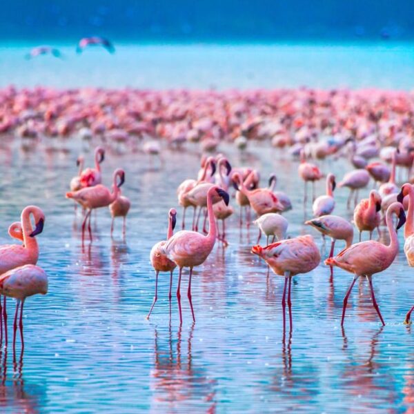 The Essential Lake Nakuru Discovery