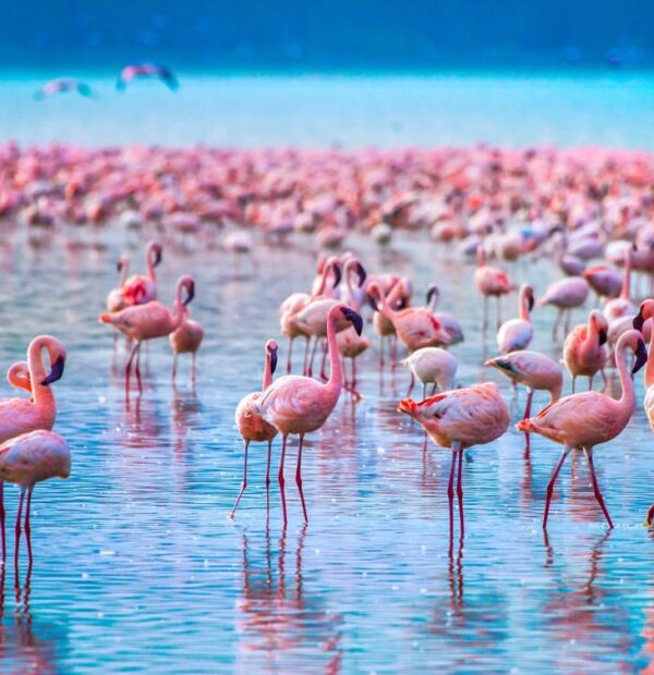 The Essential Lake Nakuru Discovery